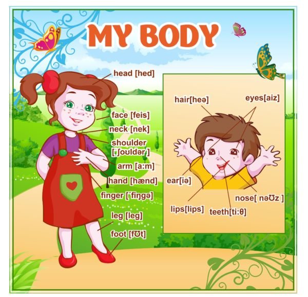 Стенд з англійської мови “My Body”