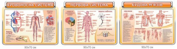 Стенди будова людини