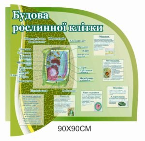 Стенд “Будова рослинної клітини”