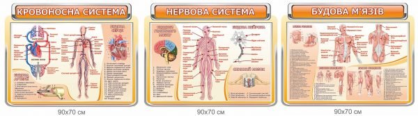 Комплект стендів у кабінет біології “Анатомія людини”