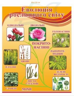 Еволюція рослинного світу – стенд