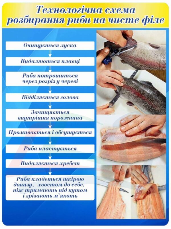 Стенд “Технологічна схема розбирання риби на чисте філе”