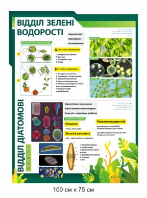 Стенд “Зелені та діаматові водорості”